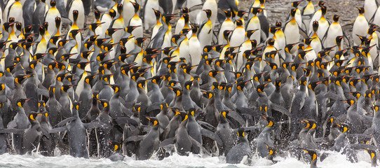 Group of King Penguins, South Georgia 