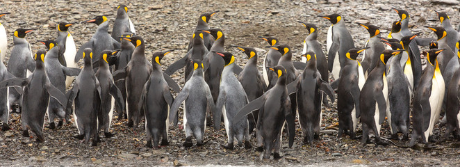 Group of King Penguins, South Georgia 