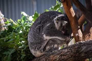 New South Wales, Australia