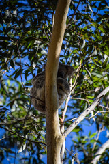 New South Wales, Australia