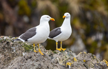  Two Kelp Gulls staring, South Georgia 