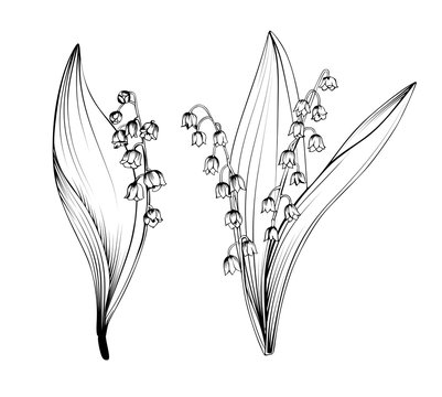Vector set with outline Lily of the valley or Maylily flowers and leaves  black isolated on white background.