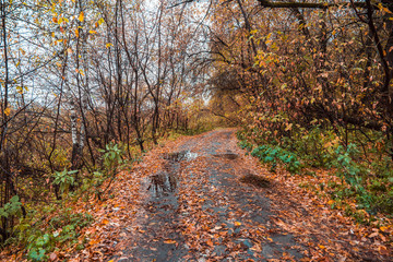 Road through beautiful and wild forest. Autumn landscape.