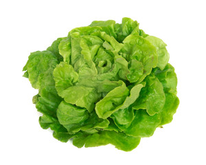 Studio shot bright green Tom Thumb lettuce isolated on white