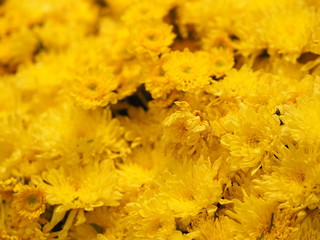 Yellow Gerbera , Barberton daisy flower on bush background