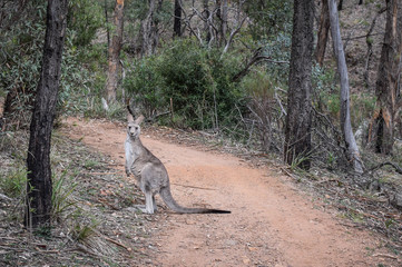 Obraz na płótnie Canvas Warrumbungle National Park, New South Wales, Australia