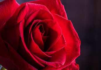 Red Rose Against Dark Background