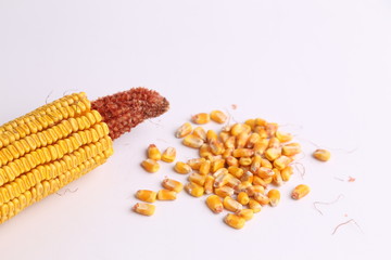 yellow corn in color background