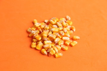 yellow corn in color background