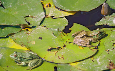 two green frogs on the green water lilies