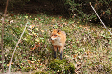 Naklejka na ściany i meble Beautiful fox in the forest. The autumn.