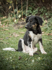 Bohemian Spotted Dog puppy, lovely companion dog