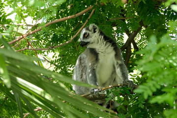 lemur on branch