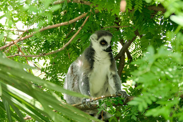 lemur sitting on a branch