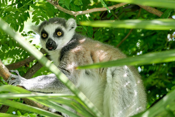 ring tailed lemur sitting on branch