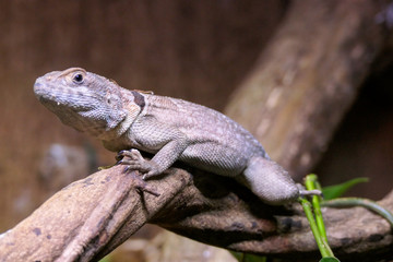 lizard on rock