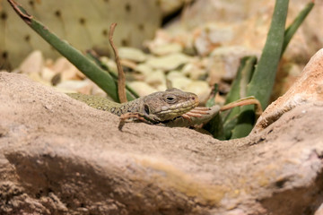 lizard on rock