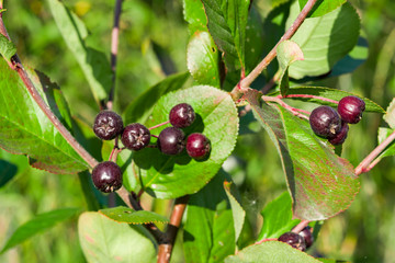 Black ripe food berries, medicinal Aronia Bush, black-fruited mountain ash (Aronia melanocarpa) on the branches of a shrub with zedlenymi leaves, close-up, healthy food concept