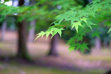 仁和寺の青紅葉
