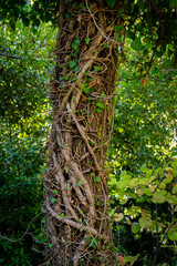 Ivy branches and leaves around tree bark