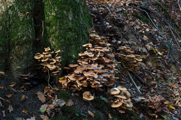 Ruegen Herbst tag outdoor reise