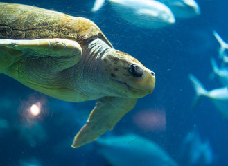 Swimming Sea Turtle at South Carolina Aquarium