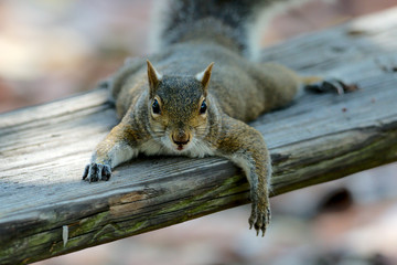 Grauhörnchen in Florida