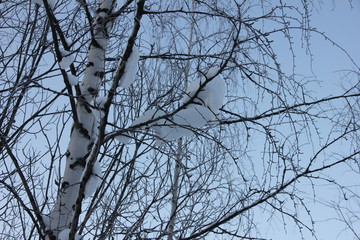 snow lies on birch branches against the evening winter sky