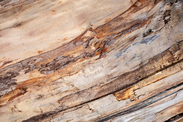 Obraz premium The texture of the trunk of an old rotting tree