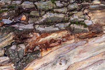  The texture of the trunk of an old rotting tree