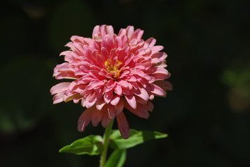 pink chrysanthemum flower