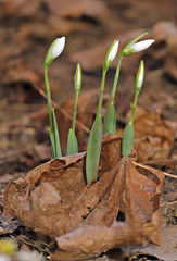 First snowdrops. Snowdrop flowers pattern.