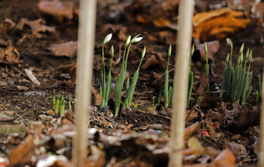 First snowdrops. Snowdrop flowers pattern.