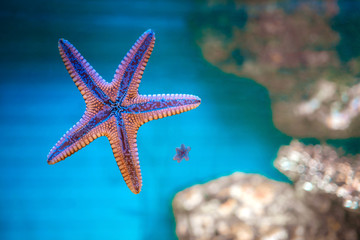 Starfish and their small offspring in the aquarium. The parent concept. Mother and child