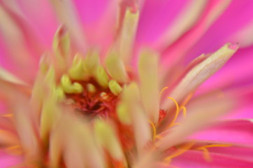 Obraz premium closeup of a flower