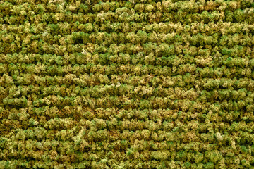 Green moss texture. Background of living green plants