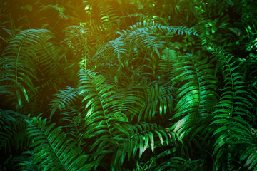 abstract green fern leaf texture, nature background, tropical leaf