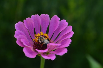 bee on flower