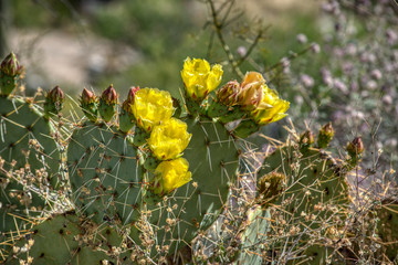 Prickly Pear Cactus Blooms in the Sonoran Desert