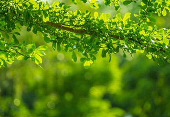 Fototapeta na wymiar green leaves and branch background