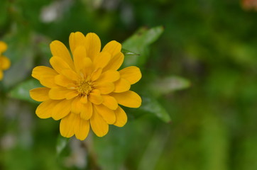 yellow flower in the garden