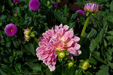Dahlia from Swan Island Dahlias Farm