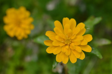 yellow flower in the garden
