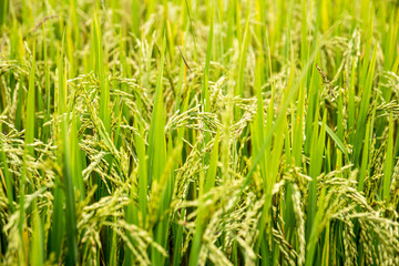 Close up ear of rice in paddy field 