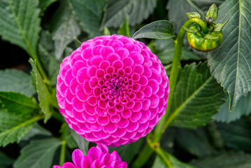 Swan Island Dahlia Bloom
