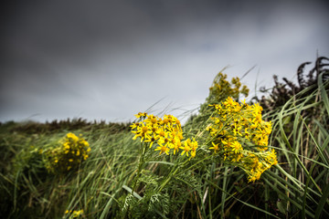 Yellow flowers in a large field before a bad storm