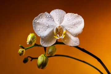 Fototapeta na wymiar White orchid with buds in the drops of dew