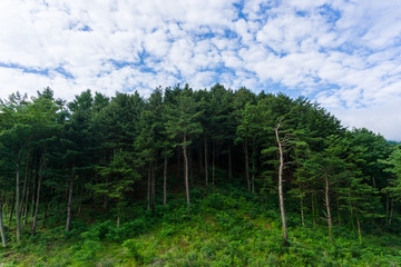 A row of green trees and against a blue sky