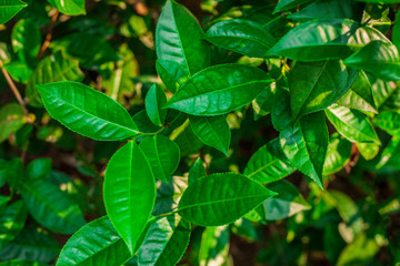 tropical leaves, abstract green tea leaves texture, nature background