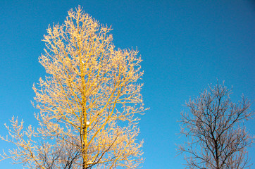 Obraz na płótnie Canvas trees in a different in golden sunset light and trees in the shade against the blue sky. winter nature. Place for text.